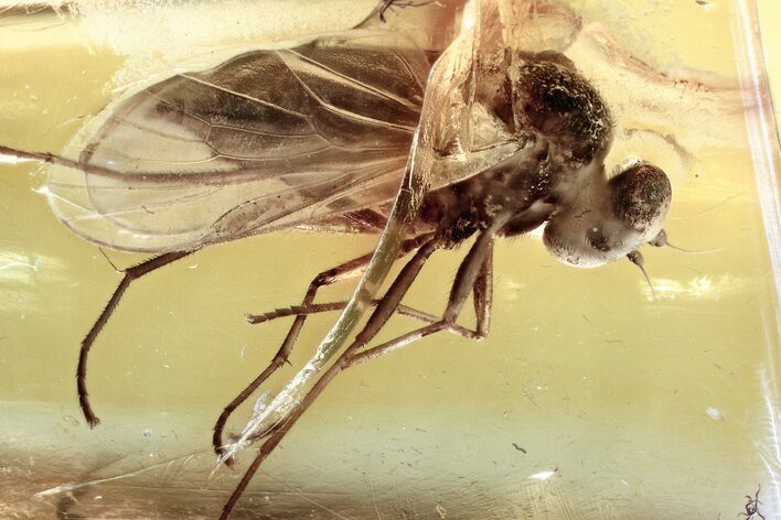 Detailed Fossil Predatory Snipe Fly (Rhagionidae) In Baltic Amber #352901